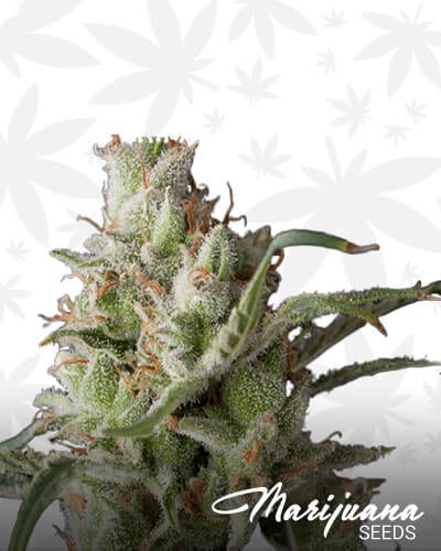 Gatekeeper OG