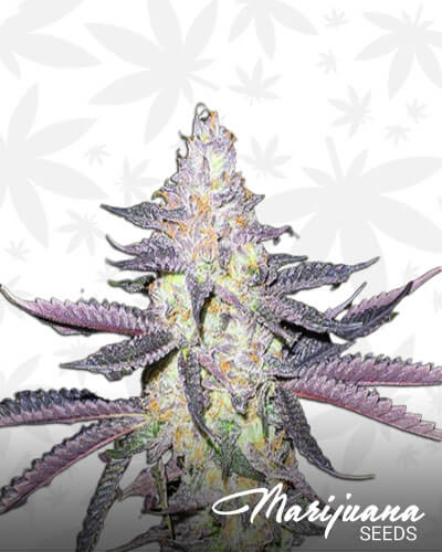 Gelato 33