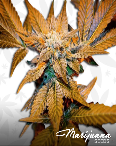 Ghost Bubba