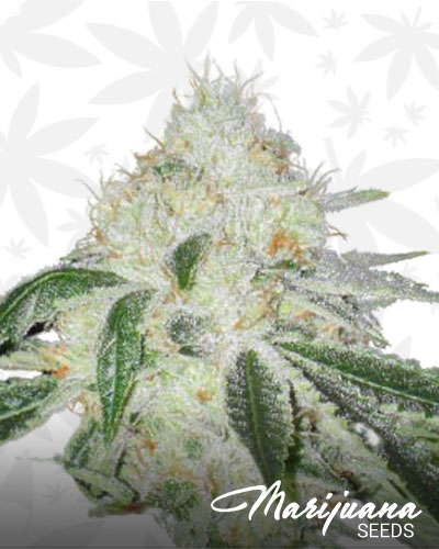 Ghost Cookies