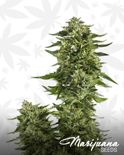 Ghost OG