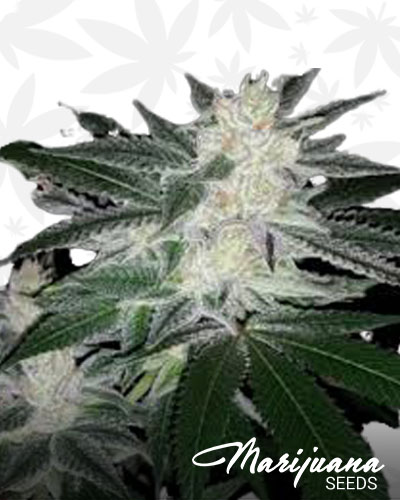Ghostbreath