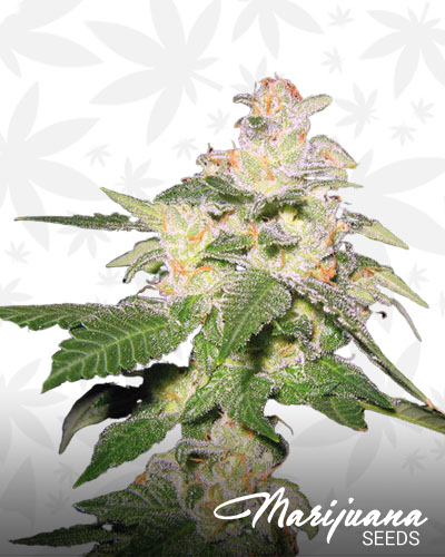 Giesel Cookies