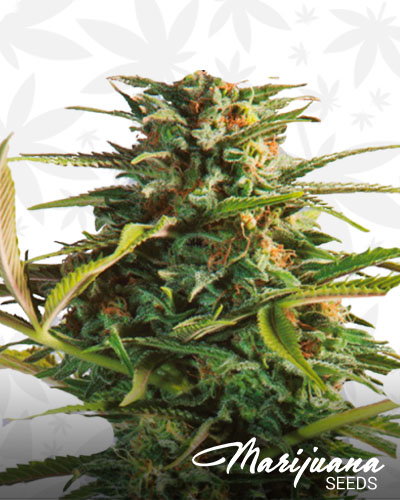 Godzilla Glue