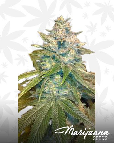 Goji Diesel
