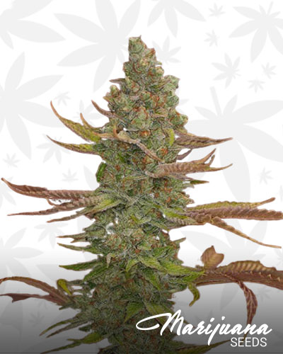 Goji OG