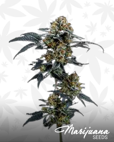 Gorilla Cookies