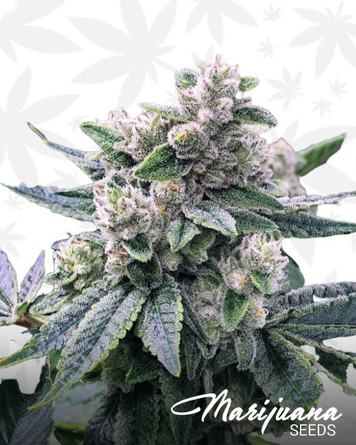 Gorilla Grapes