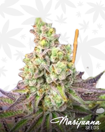 Granddaddy Wonder