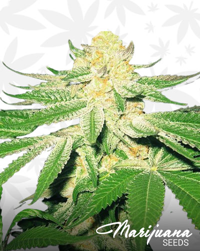 Grape Bubba