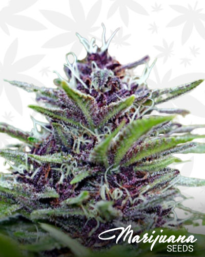 Grape Calyx