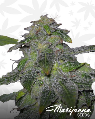 Grape Candy