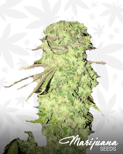 Grape Dawg