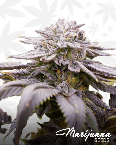 Grape God