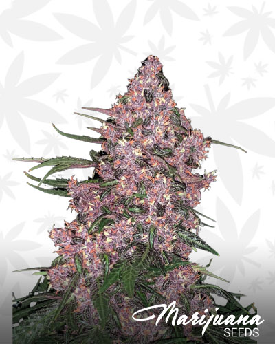 Grape Jelly