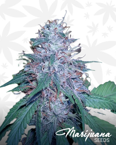 Grape Kush
