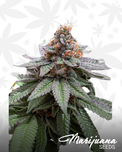 Grape Smuggler