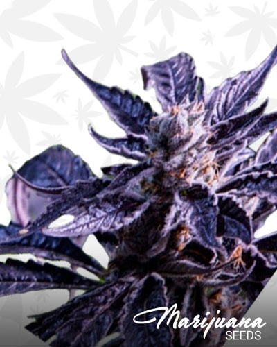 Grape Soda