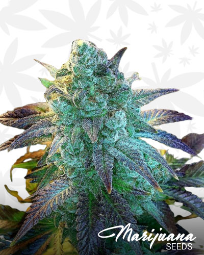 Grape Stomper
