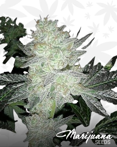 Grape stomper OG
