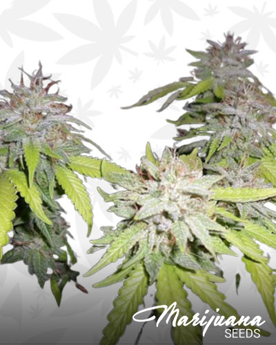 Grapefruit Diesel
