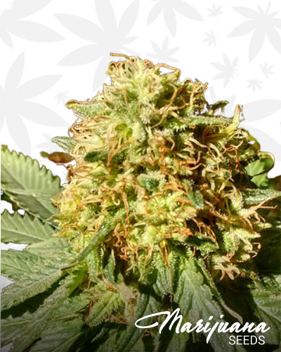 Grapefruit Kush