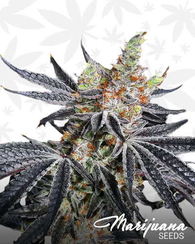 Grease Monkey