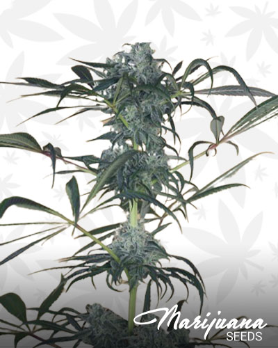 Green Crack CBD