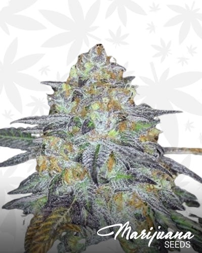Green Hornet