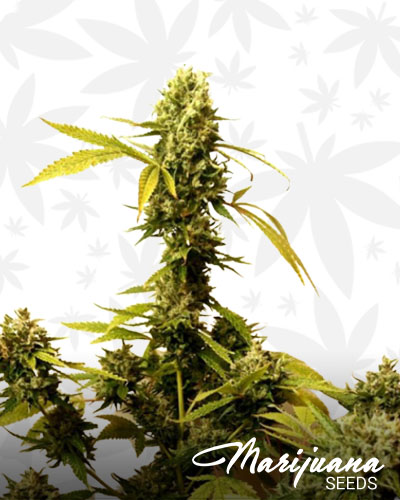 Guava Dub Star