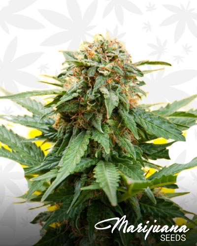 Gucci OG