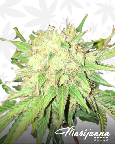 Gupta Haze