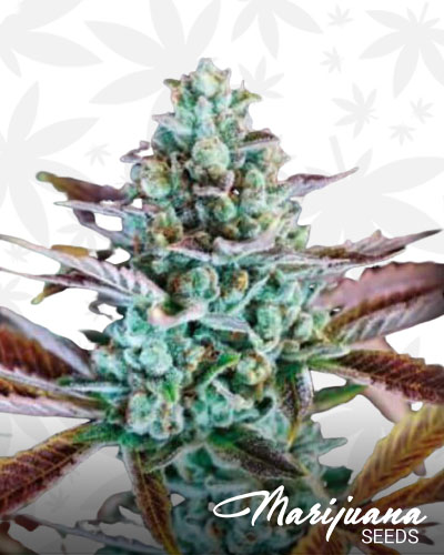 Gupta Kush