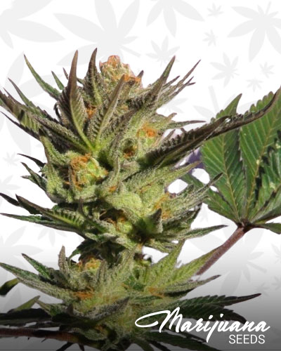 Gypsy Kush