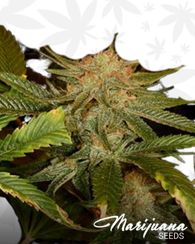 Harlequin GDP