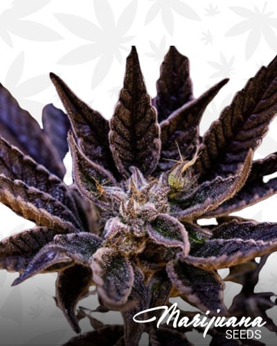Harmony Dispensary