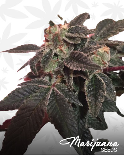 Hawaiian Cookies