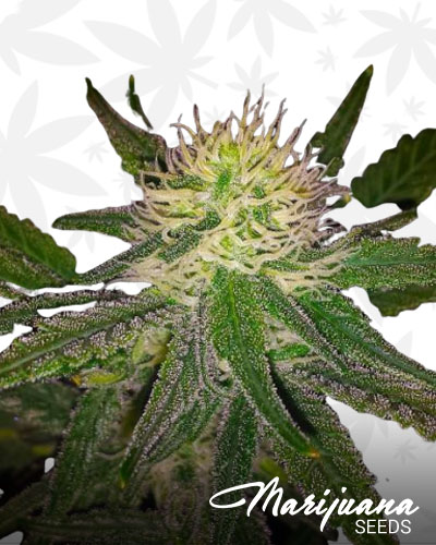 Hawaiian Fire