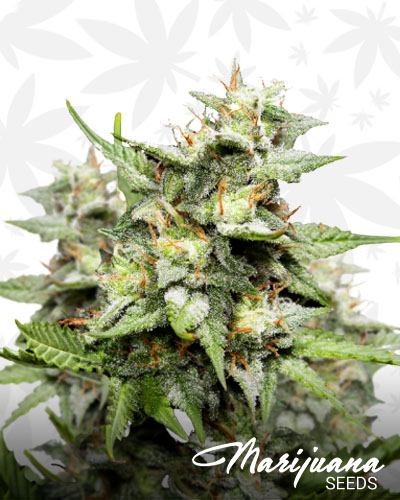 Hawaiian Skunk