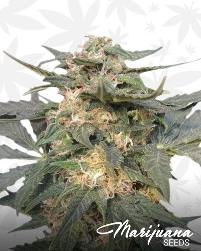 Hawaiian Thunder Fuck