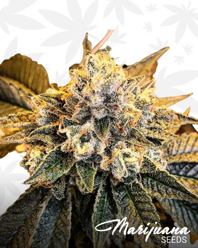 Hazmat OG
