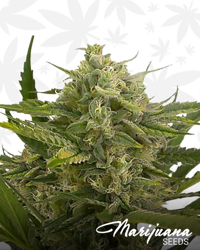 Head Cheese