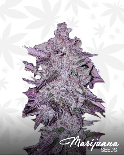 Headband Cookies Bx1