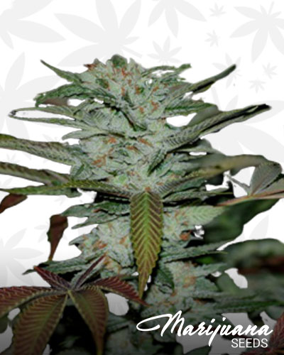 Headband