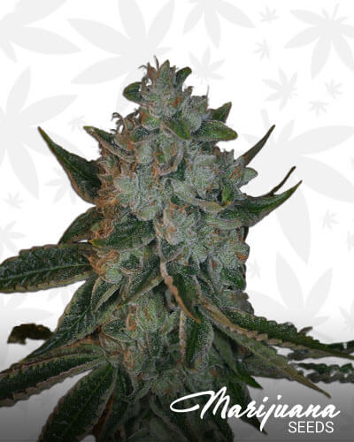 Heavenly OG