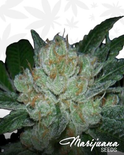 Hell Raiser OG