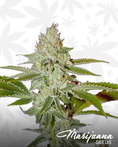 Hellfire OG