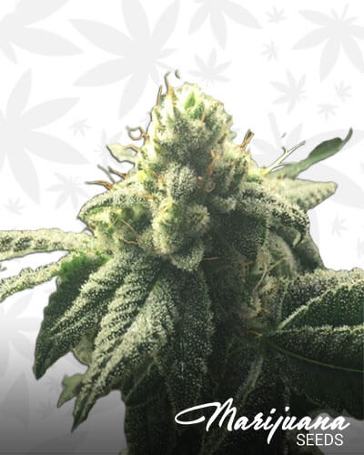 Hell’s OG