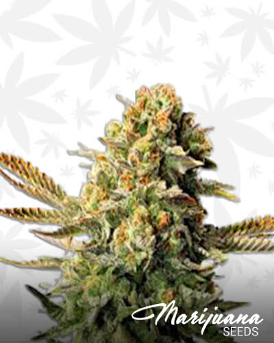 Hindu Sour