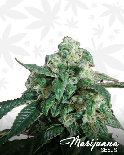 Hollywood OG